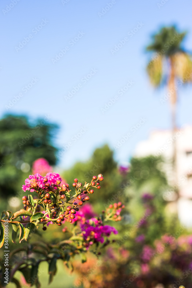 Pink flower on a background of palm trees and a hotel.