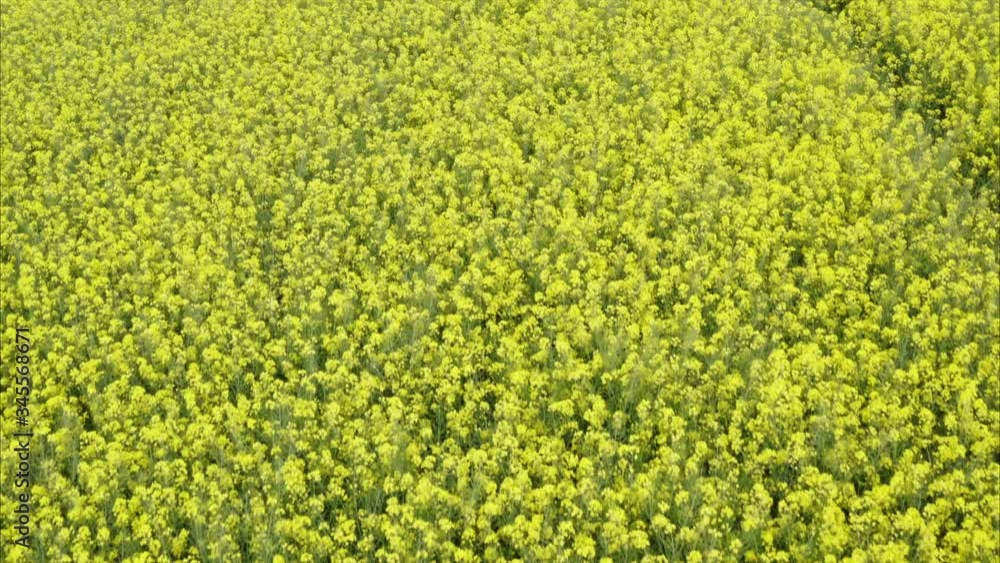 Flight over a blooming, yellow rape field in summer Flight over a blooming, yellow rape field in summer
