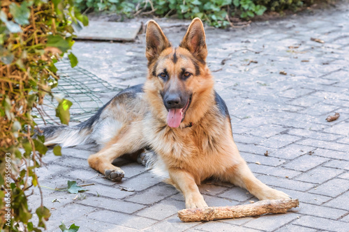 Portrait of a German Shepherd, 1 year old, the dog is lying on the path in the garden with a stick