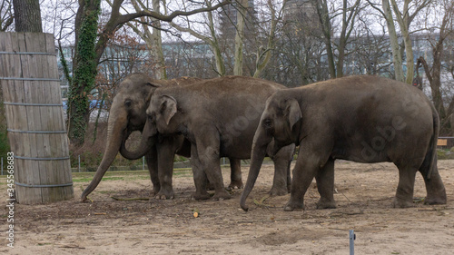 Photography elephants