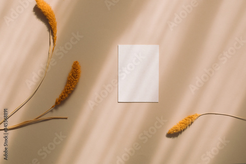 Top view of blank paper, card decorative fluffy plants on beige shadow background.  Flat lay, wedding invitation concept.