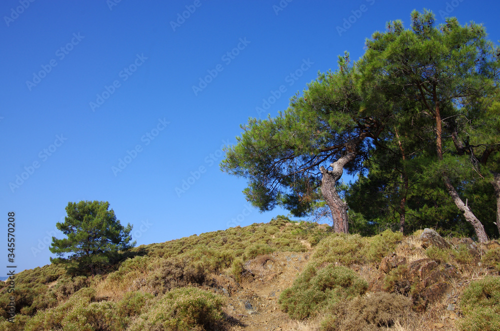 Coniferous trees on the shores of the Aegean Sea in Fethiye, Turkey Coniferous trees on the shores of the Aegean Sea in Fethiye, Turkey