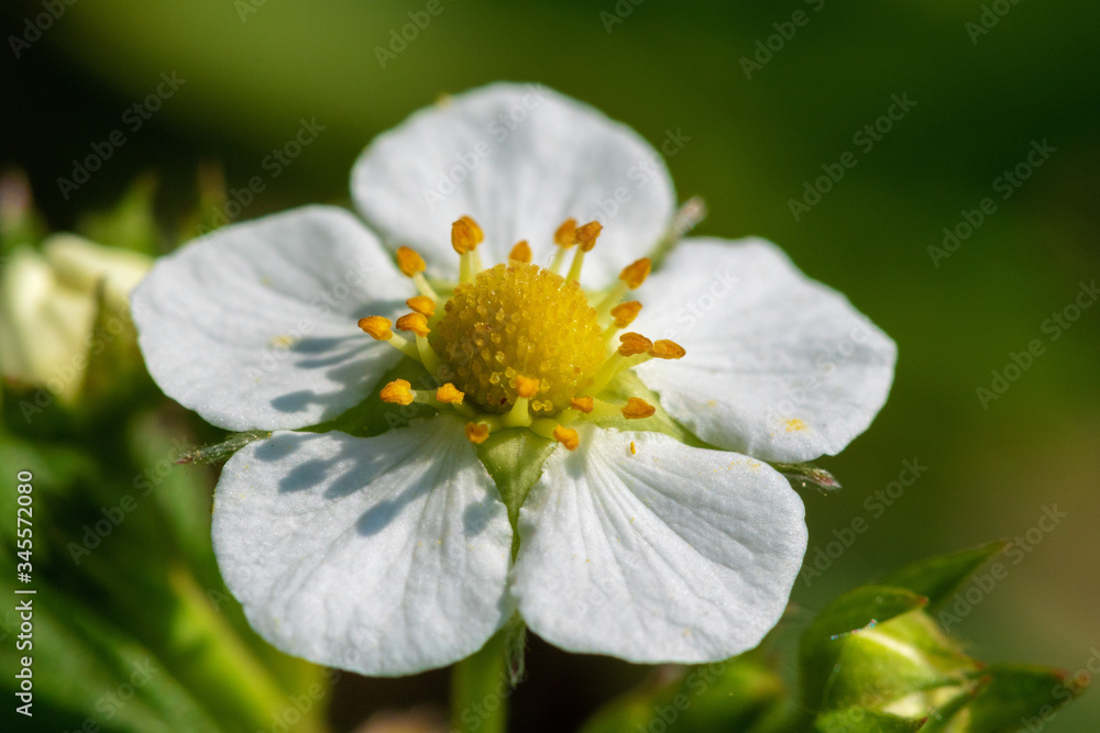 The flower of Fragaria vesca, commonly called wild strawberry or woodland strawberry
The flower of Fragaria vesca, commonly called wild strawberry or woodland strawberry