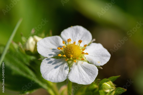  The flower of Fragaria vesca  commonly called wild strawberry or woodland strawberry  