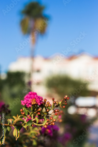 Pink flower on a background of palm trees and a hotel.