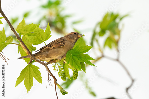 Female house sparrow perched on a tree branch (passer domesticus)