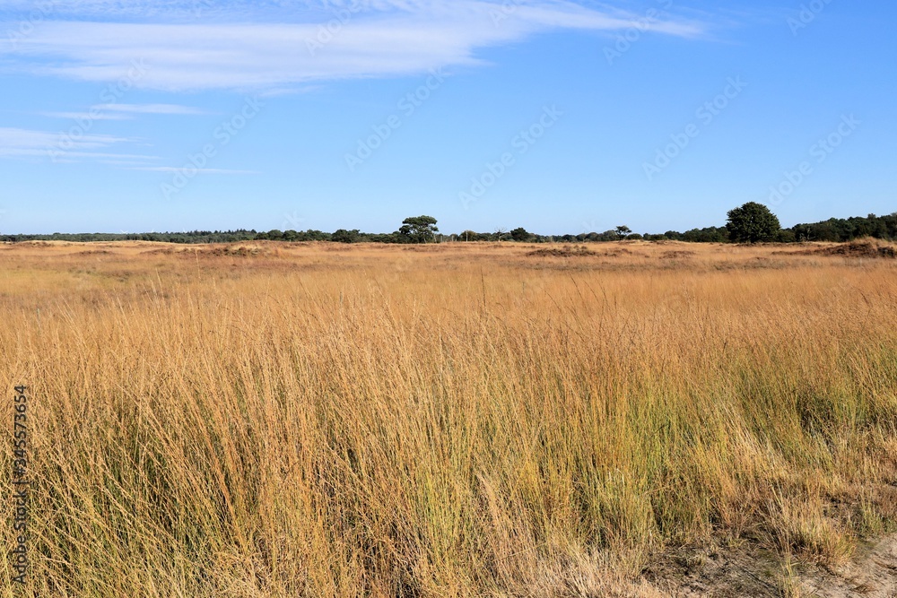 wide view over the grass fields in Cross border park De Zoom, Kalmthout heath, Belgium, The Netherlands