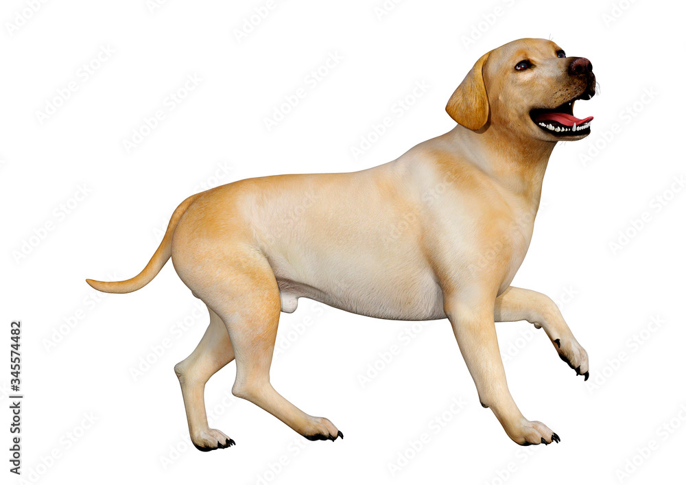3D Rendering Labrador Dog on White