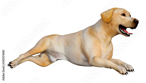 3D Rendering Labrador Dog on White photo