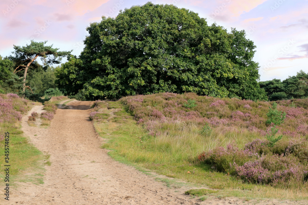 hiking trail and lovely purple sky in Cross border park De Zoom, Kalmthout heath, Belgium, The Netherlands hiking trail and lovely purple sky in Cross border park De Zoom, Kalmthout heath, Belgium, The Netherlands