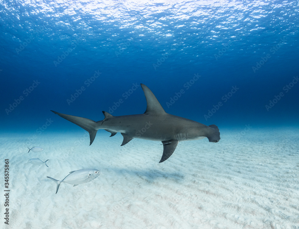 Obraz premium Great Hammerhead swims over the sand, Bahamas.