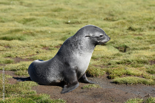 Antarctic fur seal at Stromness, South Georgia Island