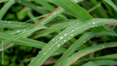 Rain drops on nearby leaves, close up