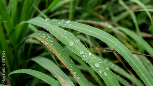 Rain drops on nearby leaves, close up