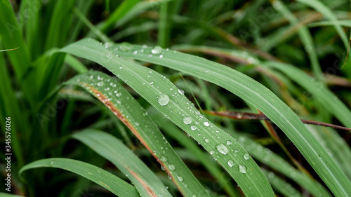 Rain drops on nearby leaves  close up