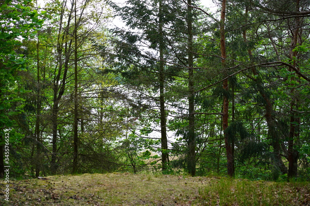 Fototapeta premium Waldwanderung in Berlin