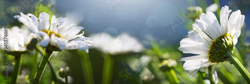 Macro Shot of white daisy flowers in sunset light.