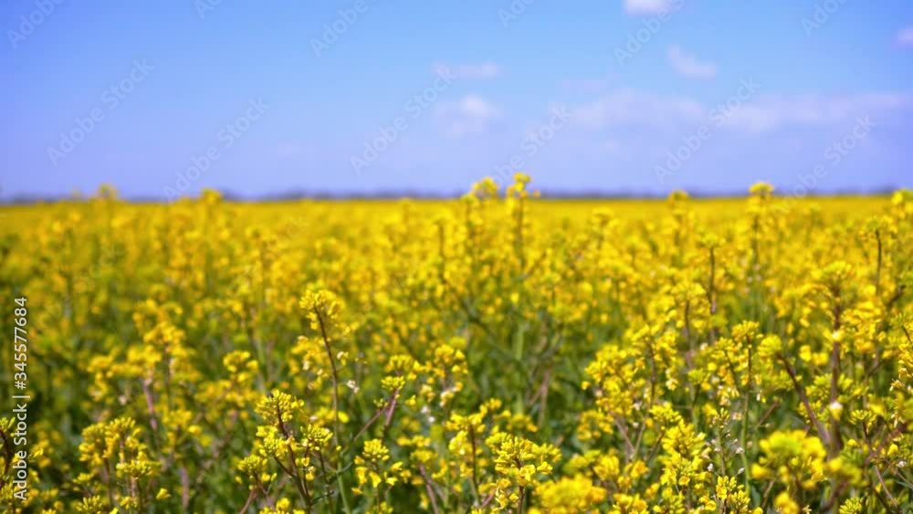 The wind shakes yellow rapeseed flowers against a blue sky with clouds. The wind shakes yellow rapeseed flowers against a blue sky with clouds.