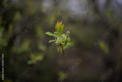 young spring leaves and buds of trees 