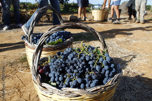 Grape harvesting in the Salento countryside photo