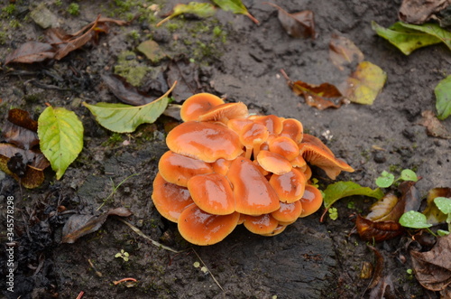 mushroom on the tree