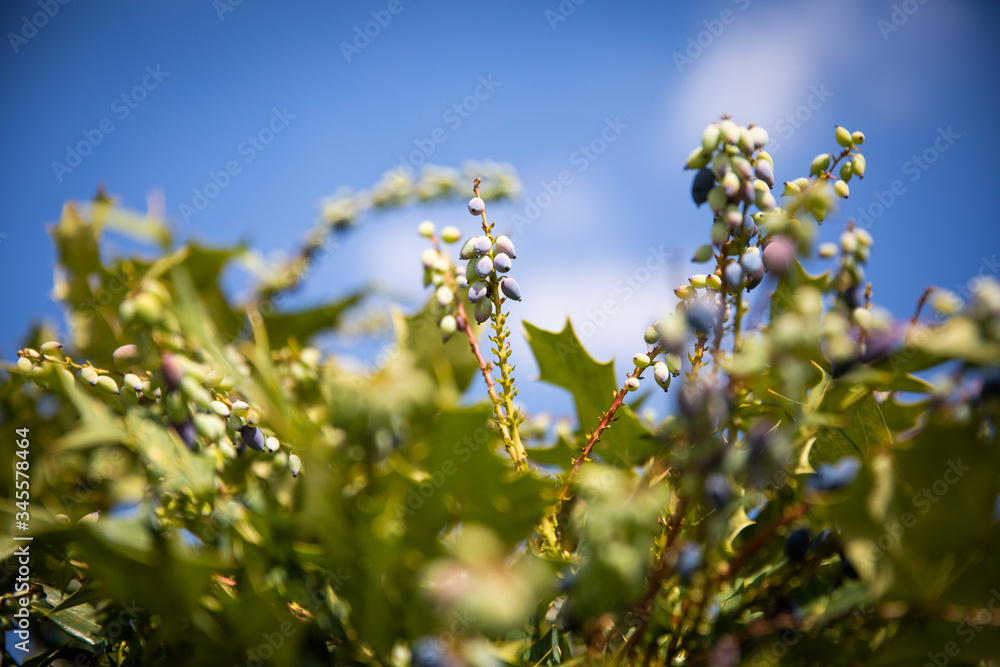 Obraz premium Mahonia