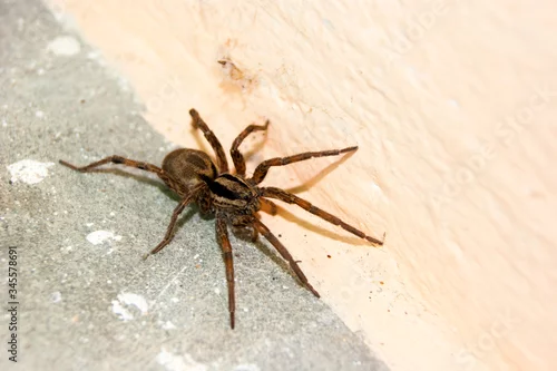 Fototapeta na wymiar A family of araneomorphic spiders - a funnel spider crawls on a sunny summer day on a warm concrete floor near the wall.