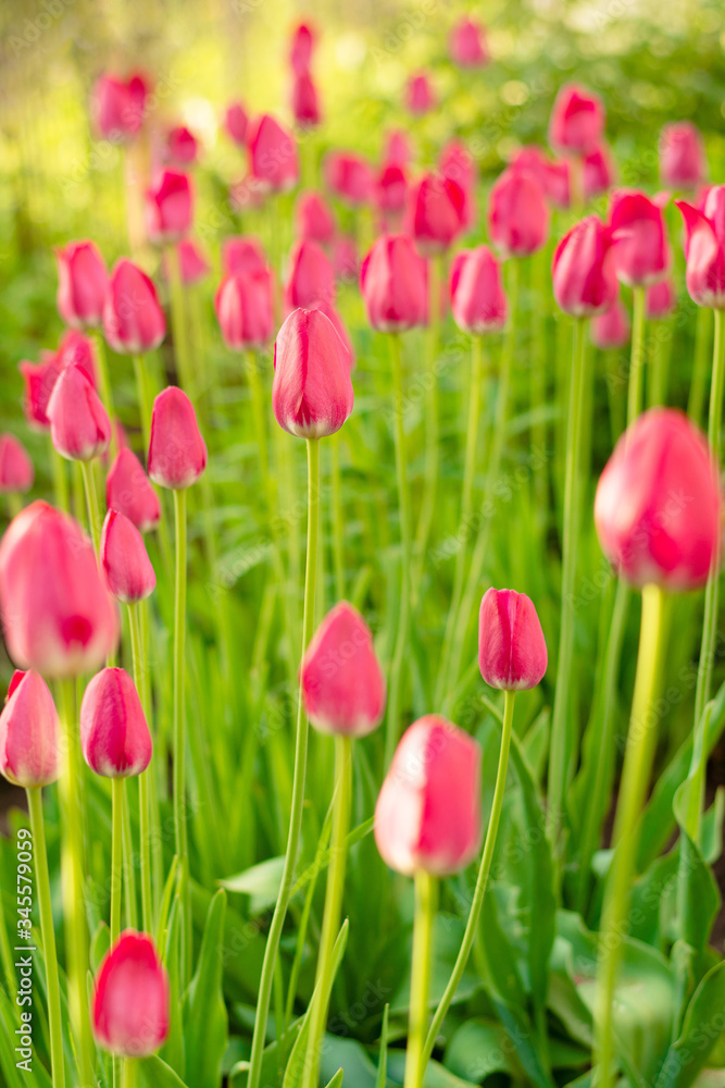 Pink tulips in the sunlight. Flower meadow Pink tulips in the sunlight. Flower meadow