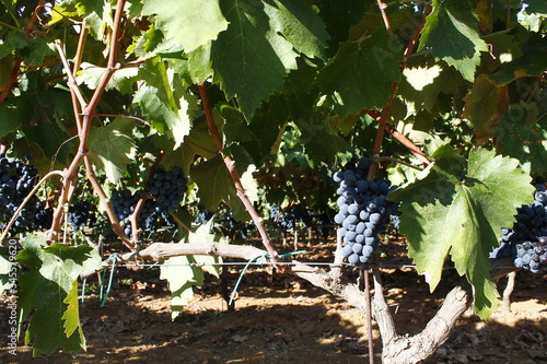 Grape harvesting in the Salento countryside photo