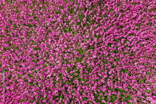 Pinkfarbene Nelken Hintergrund Muster