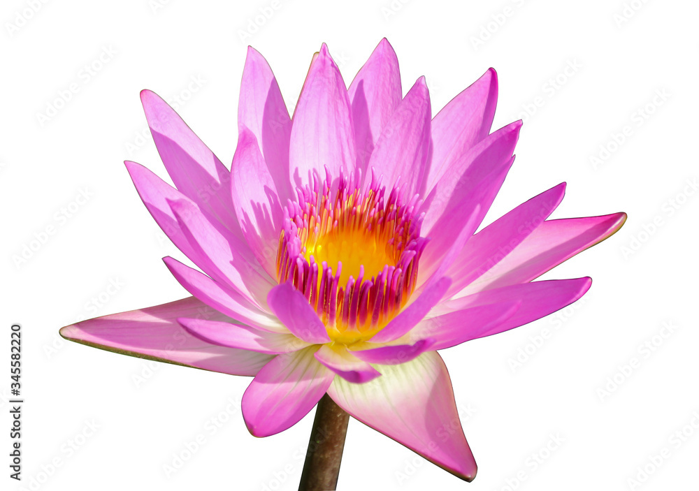 Pink lotus flower on a white background Pink lotus flower on a white background