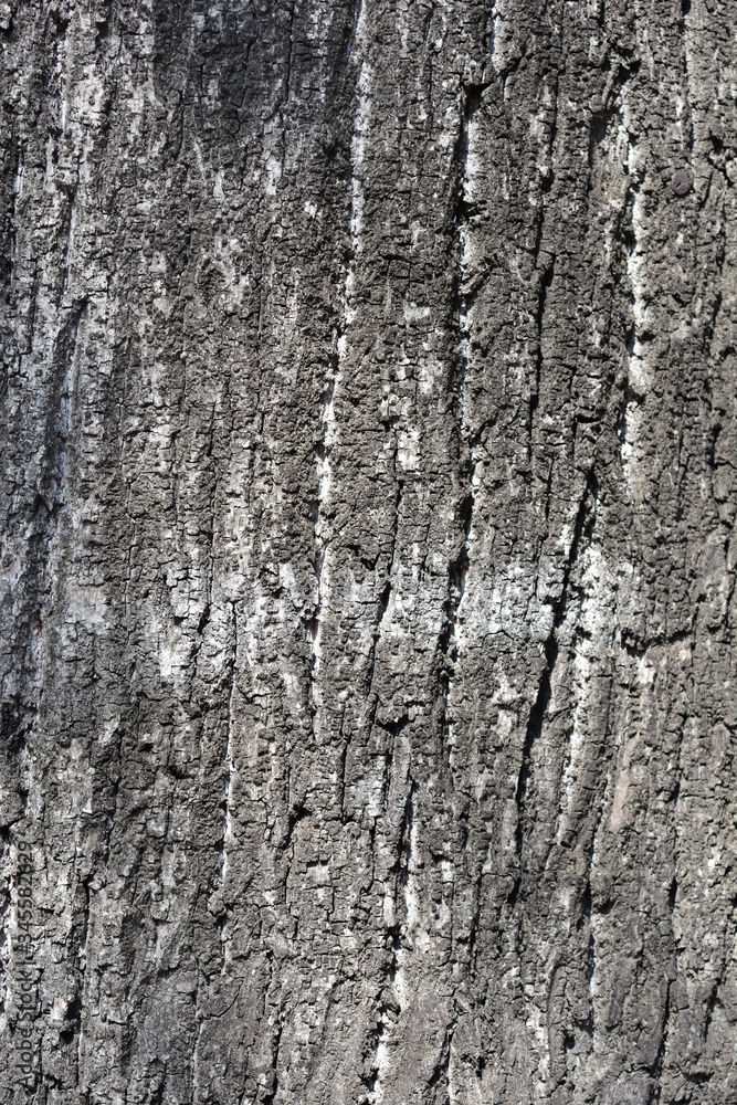 Obraz premium Silver lime