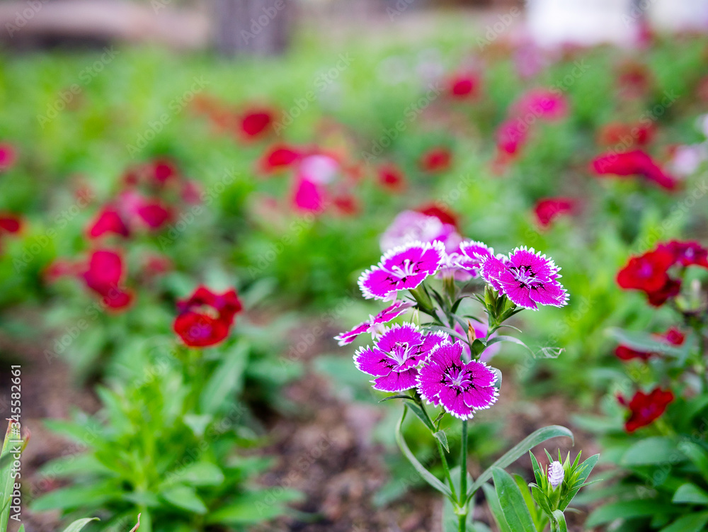 Fototapeta premium Colorful flowers in the garden, close up