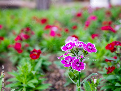 Colorful flowers in the garden, close up