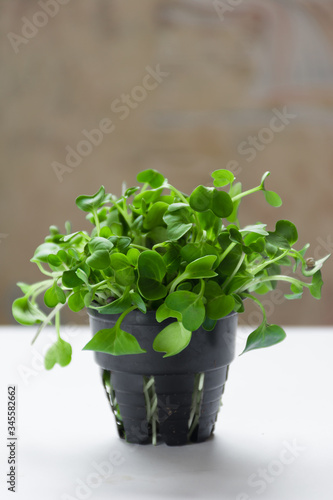 Baby greens in pot. Vegan microgreen shoots. Growing healthy eating concept. Sprouted seeds, microgreens. Modern gastronomy