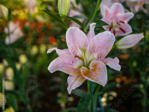 Colorful flowers in the garden, close up