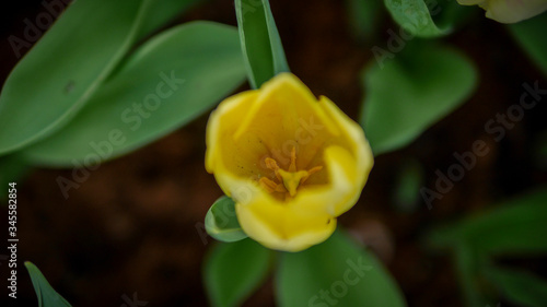 Colorful flowers in the garden, close up