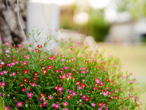 Colorful flowers in the garden, close up