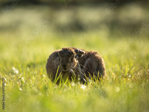 Hare scratch ear