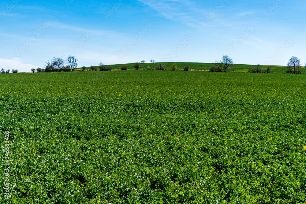 green rapeseed field with beautiful sky