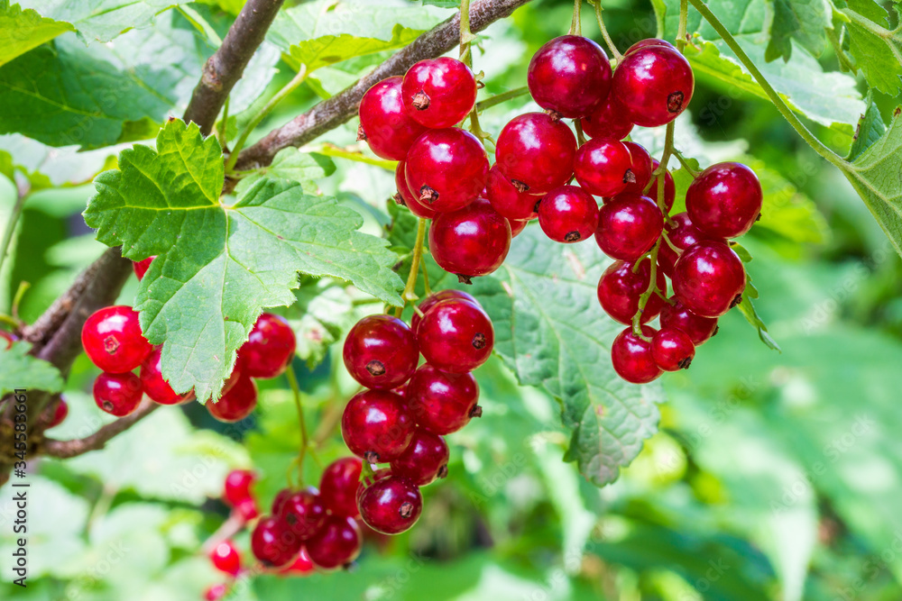 ripe clusters of red currant berries on the branches