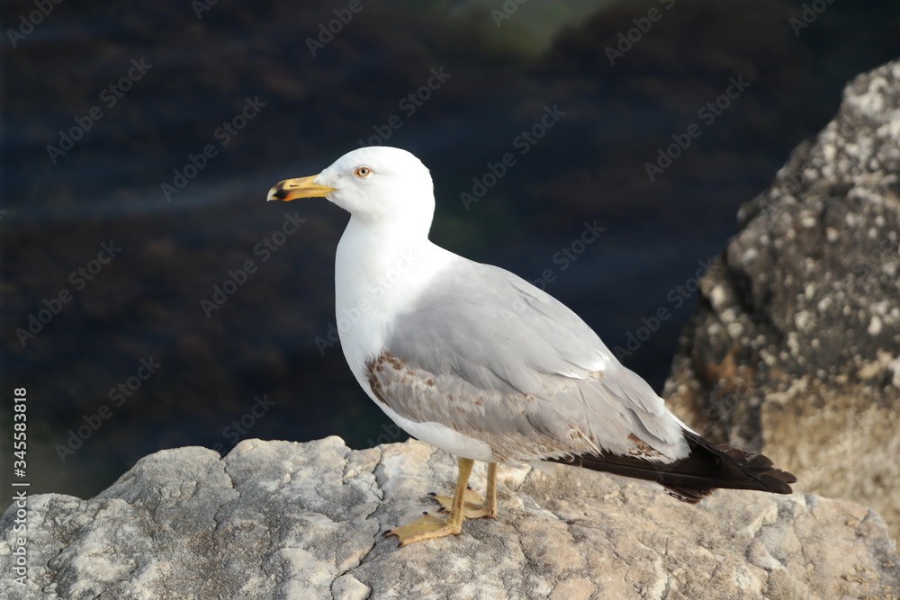 seagull on the rock seagull on the rock