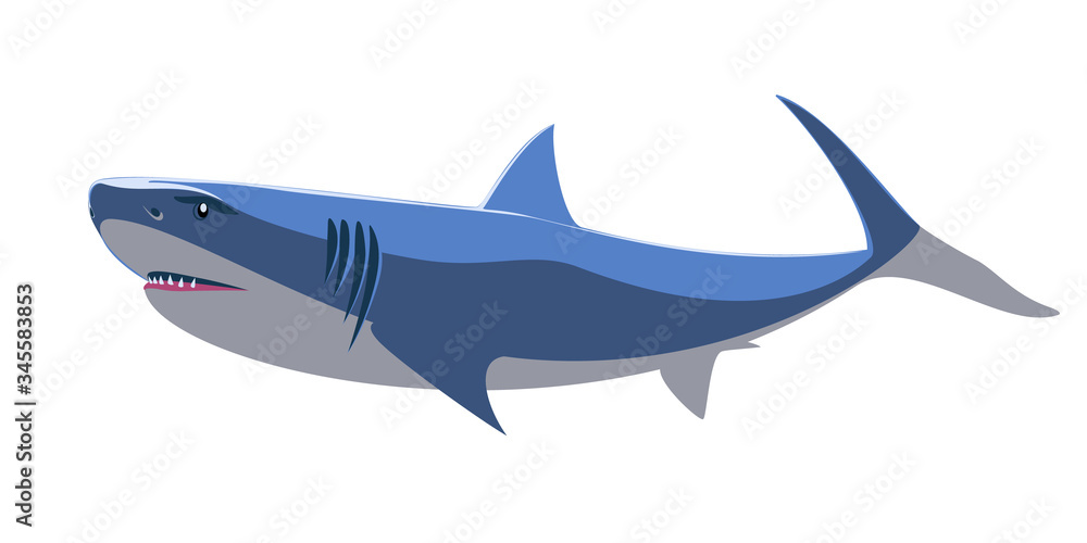 Shark swimming  fish  underwater. Marine wildlife. Vector illustration.
