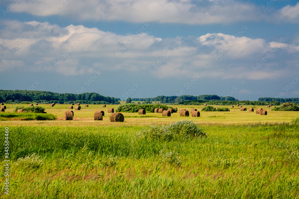 The hay bales scattered on the farm meadow. The forest is visible on the horizon. Swollen clouds float across the blue sky.
