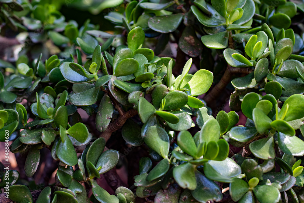green leaves background of succulent plant green leaves background of succulent plant