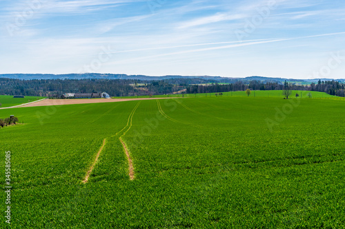 green field of wheat with trees in the background and beautiful sky