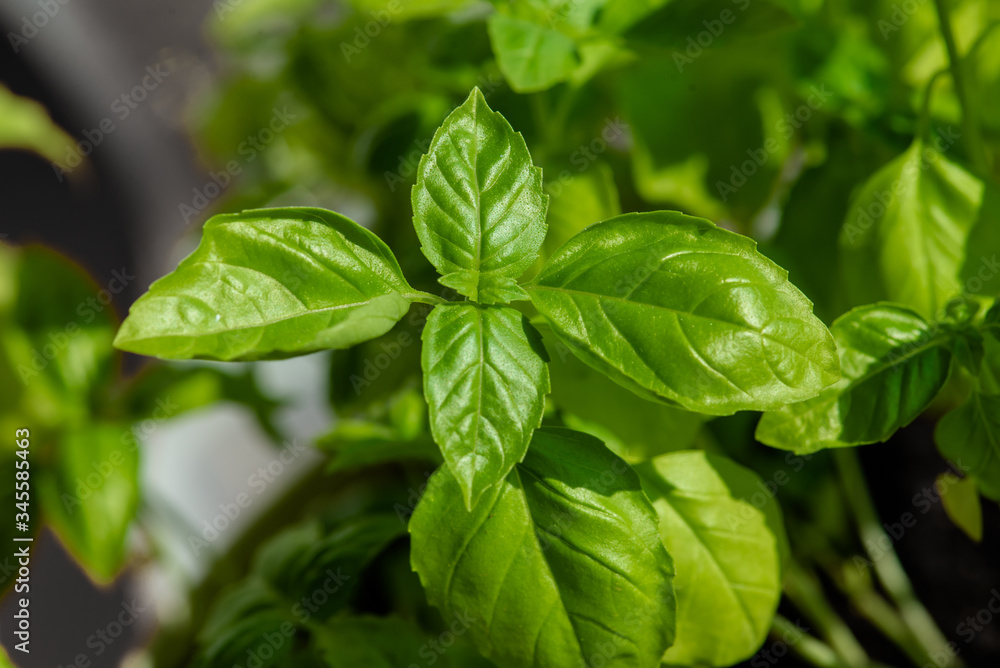 Fresh basil leaves. Healthy Eating. Fresh basil leaves. Healthy Eating.