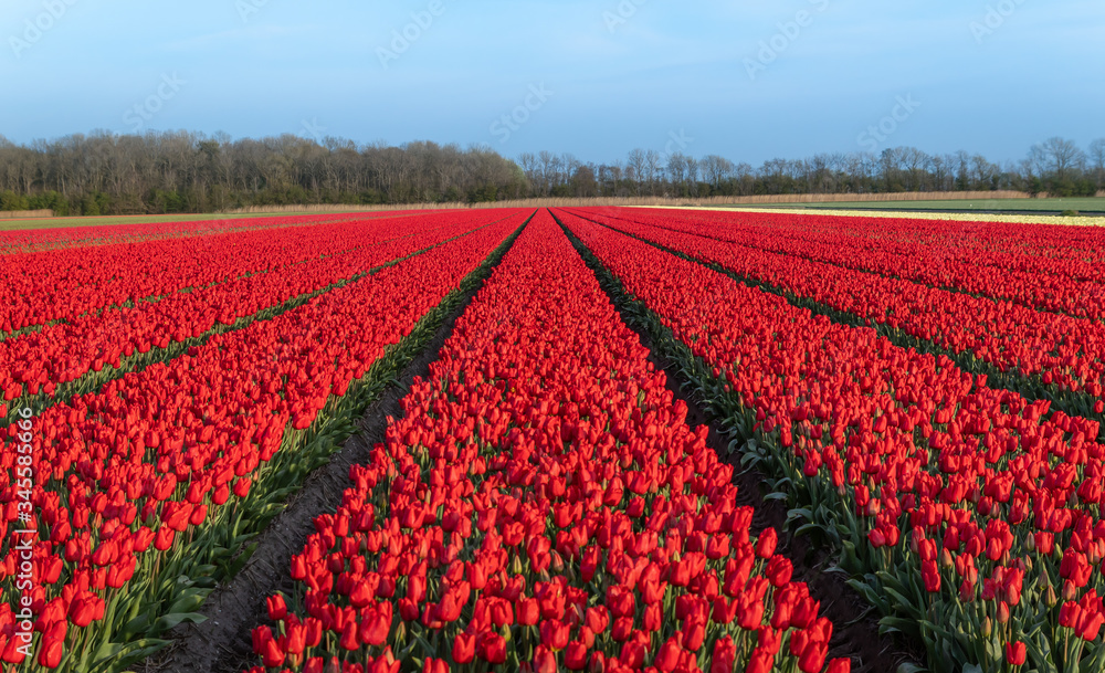 Kwitnące pole tulipanów, wiosna w Holandii Północnej.