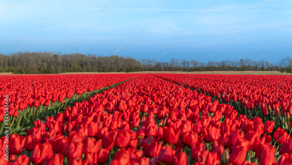 Kwitnące pole tulipanów, wiosna w Holandii Północnej.