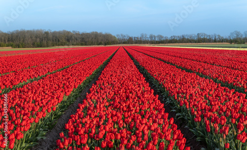 Kwitnące pole tulipanów, wiosna w Holandii Północnej.